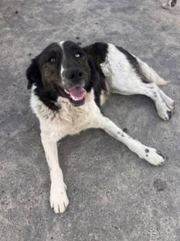 Rescue Mountain Dog and Mixed Breed Dogs for Adoption in Fresno, California - Scout | PetCurious