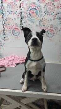 Sammy -  Boston Terrier Dog for Adoption in Palos Heights, Illinois - Sammy | PetCurious