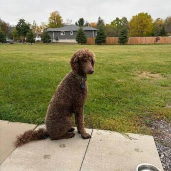 Hubert -  Standard Poodle Dog for Adoption in Courtice, Ontario - Hubert | PetCurious
