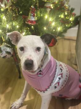 Orion -  American Staffordshire Terrier Dog for Adoption in Tulsa, Oklahoma - Orion | PetCurious
