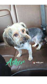 Chihuahua and Yorkshire Terrier Dogs Available for Adoption in Council Bluffs, Iowa - Asher | PetCurious