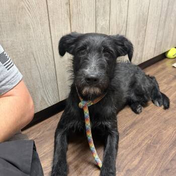 Marley -  German Wirehaired Pointer Dog for Adoption in Albemarle, North Carolina - Marley | PetCurious