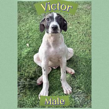 Victor -  Hound Dog for Adoption in Manchester, Connecticut - Victor | PetCurious