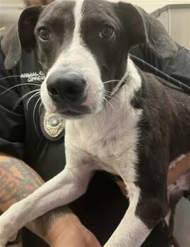 Labrador Retriever and Mixed Breed Dogs Available for Adoption in Corpus Christi, Texas - TUX | PetCurious