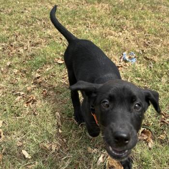 Scrabble -  Hound Dog for Adoption in Lowell, Arkansas - Scrabble | PetCurious