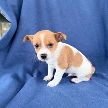 Rat Terrier Dogs Available for Adoption - Tiny Toons | PetCurious