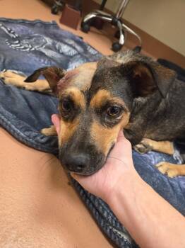 Barbie -  Shepherd Dog for Adoption in Kennewick, Washington - Barbie | PetCurious