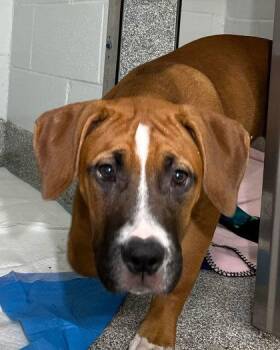 Kayak -  Labrador Retriever and Mixed Breed Dog for Adoption in Elmira, New York - Kayak | PetCurious