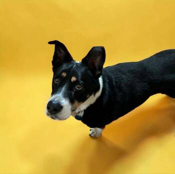 Lady -  Border Collie Dog for Adoption in Ventura, California - Lady | PetCurious