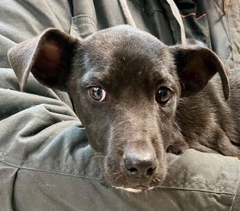 Rescue Mixed Breed Dogs for Adoption in Burnsville, North Carolina - Trident | PetCurious