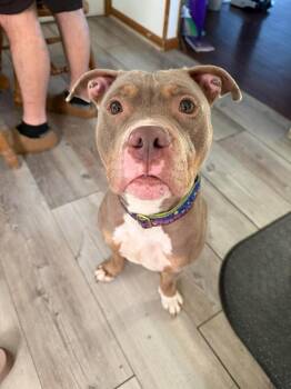 Nora -  Pit Bull Terrier Dog for Adoption - Nora | PetCurious