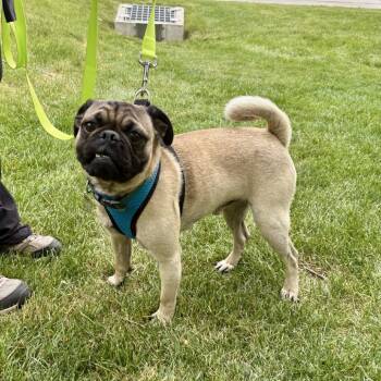 Toasty -  Pug and Mixed Breed Dog for Adoption in Fort Collins, Colorado - Toasty | PetCurious
