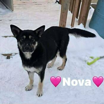 Shepherd Dogs Available for Adoption - Nova (20260210-03) | PetCurious