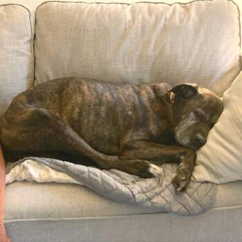 Caden -  Mixed Breed Dog for Adoption in Asheville, North Carolina - Caden | PetCurious