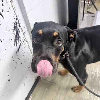 Fauna -  Mixed Breed Dog for Adoption in Summerville, South Carolina - Fauna | PetCurious