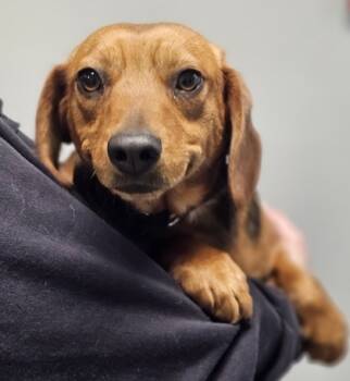 Rescue Beagle and Mixed Breed Dogs for Adoption in West Chester, Pennsylvania - Ellie May | PetCurious