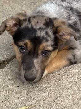 Pollyx -  Australian Shepherd and Mixed Breed Dog for Adoption in Fort Collins, Colorado - Pollyx | PetCurious