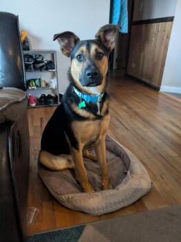 Shepherd Dogs Available for Adoption - Benito | PetCurious
