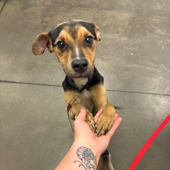 Baby Sister -  Mixed Breed Dog for Adoption in Pittsburgh, Pennsylvania - Baby Sister | PetCurious