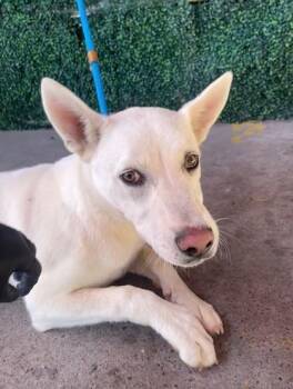 Shepherd and Mixed Breed Dogs Available for Adoption in El Paso, Texas - 60963763 | PetCurious