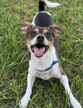 Banjo -  Terrier Dog for Adoption in Larkfield-wikiup, California - Banjo | PetCurious
