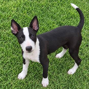 Olivia -  Rat Terrier Dog for Adoption in Holly Springs, Mississippi - Olivia | PetCurious