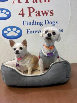 Chihuahua Dogs Available for Adoption - Bambi | PetCurious