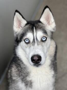 Siberian Husky and Border Collie Dogs Available for Adoption - Encanto | PetCurious