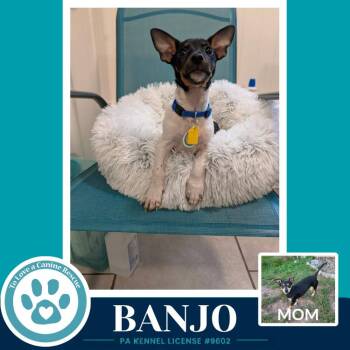 Banjo (Scooters Skittles) 100326 -  Chihuahua and Dachshund Dog for Adoption in Kimberton, Pennsylvania - Banjo (Scooters Skittles) 100326 | PetCurious