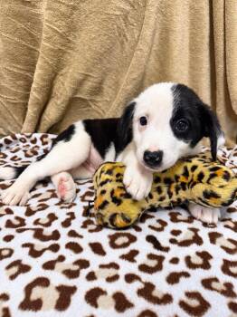 Arlo -  Labrador Retriever Dog for Adoption in Randolph, New Jersey - Arlo | PetCurious