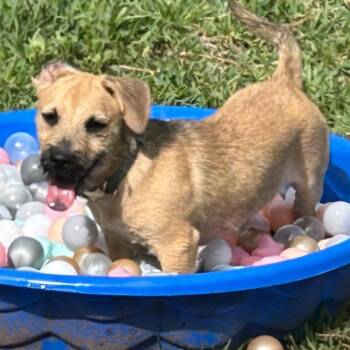 Tootsie Roll -  Terrier and Mixed Breed Dog for Adoption in Corpus Christi, Texas - Tootsie Roll | PetCurious