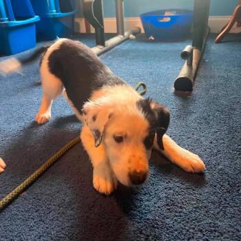 Maryland -  Mixed Breed Dog for Adoption in Fredericksburg, Virginia - Maryland | PetCurious