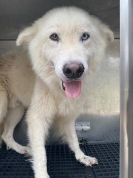 HAPPY -  Mixed Breed Dog for Adoption in Dallas, Texas - HAPPY | PetCurious