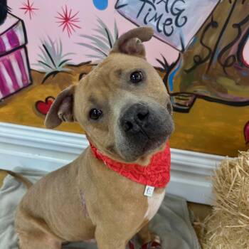 Horton -  American Staffordshire Terrier and Black Mouth Cur Dog for Adoption in Huntington, New York - Horton | PetCurious