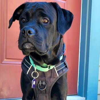 Hugo -  Mastiff and Mixed Breed Dog for Adoption in San Francisco, California - Hugo | PetCurious