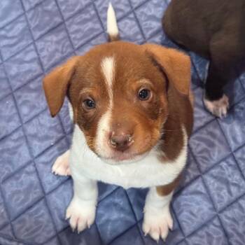 Mixed Breed Dogs Available for Adoption in Buffalo, Minnesota - Caca | PetCurious