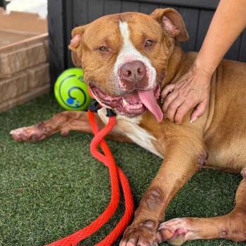 Chapo -  Mixed Breed Dog for Adoption in Philadelphia, Pennsylvania - Chapo | PetCurious
