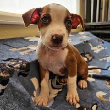 Caramel -  Pit Bull Terrier and Labrador Retriever Dog for Adoption in Madisonville, Tennessee - Caramel | PetCurious