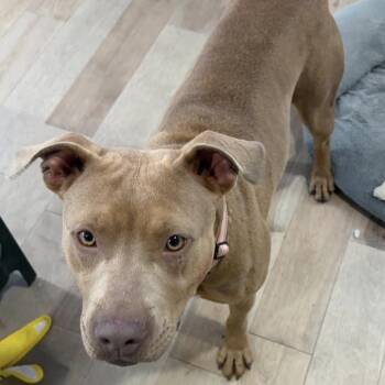 Pit Bull Terrier Dogs Available for Adoption - Babe | PetCurious