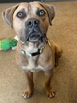 Mastiff Dogs Available for Adoption in Cleveland, Ohio - Helmet | PetCurious