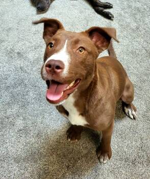 Tiramisu -  Pit Bull Terrier Dog for Adoption in Germantown, Ohio - Tiramisu | PetCurious