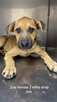 Zola -  Shepherd Dog for Adoption in Fort Payne, Alabama - Zola | PetCurious