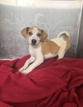 Jack Russell Terrier Dogs Available for Adoption in Pensacola, Florida - Parker | PetCurious