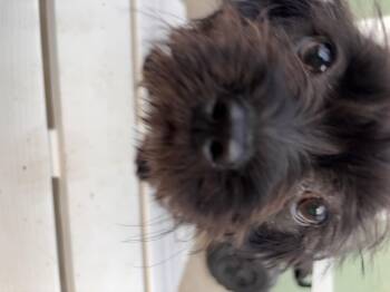 Cavalier King Charles Spaniel and Poodle Dogs Available for Adoption in Corona, California - Desrie  | PetCurious