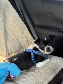 Koa (pre-adoption only) -  Shih Tzu and Chihuahua Dog for Adoption in Farmington, Minnesota - Koa (pre-adoption Only) | PetCurious