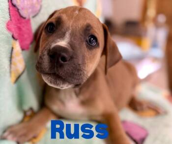 Rescue Pit Bull Terrier Dogs for Adoption in Shalimar, Florida - Russ | PetCurious