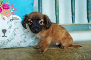 Athos -  Chihuahua and Dachshund Dog for Adoption in San Antonio, Texas - Athos | PetCurious