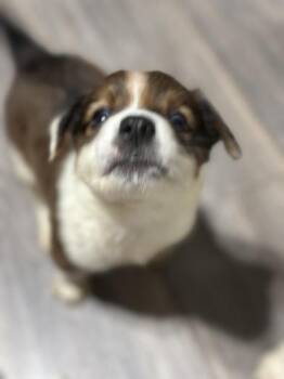 Australian Cattle Dog Blue Heeler and Great Pyrenees Dogs Available for Adoption in Liverpool, Texas - Latte | PetCurious