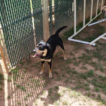 Mixed Breed Dogs Available for Adoption in Walker, Michigan - Molly | PetCurious