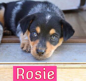 Rosie -  Australian Cattle Dog Blue Heeler Dog for Adoption in Fort Worth, Texas - Rosie | PetCurious